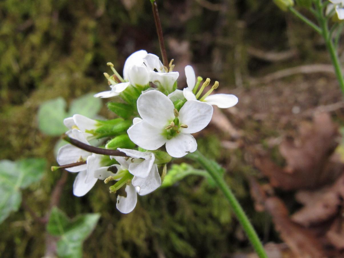 La rencontre de la nature cal donienne