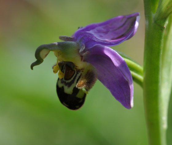 Calamane JungleKey.fr Image
